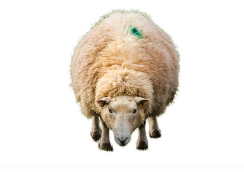 The front view of the sheep is looking at the camera with a white background.