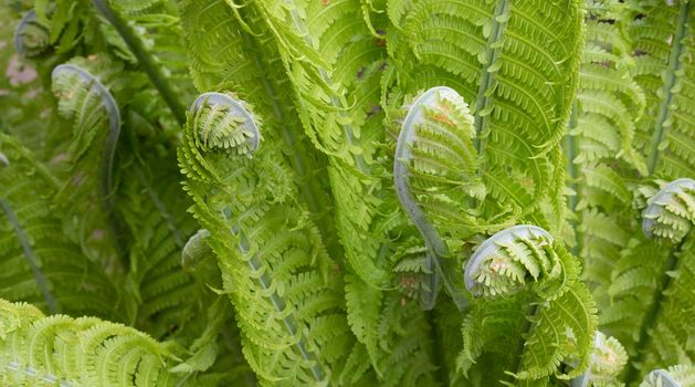 Swirls of green fern on a flower bed in the garden.