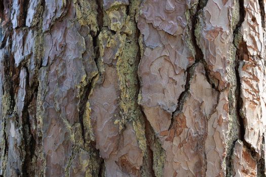Beautiful background of brown pine bark on a sunny day.