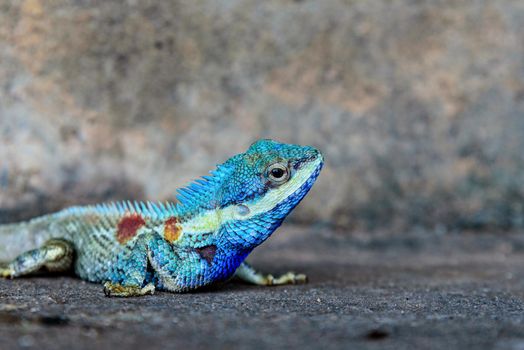 Close-up head Indo-Chinese forest lizard or Calotes Mystaceus on the old grunge cement wall background
