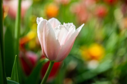 Beautiful colorful tulips flower in spring time garden