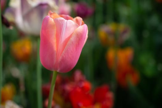 Beautiful colorful tulips flower in spring time garden