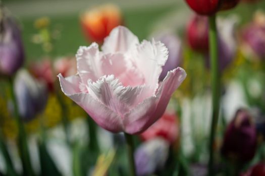 Beautiful colorful tulips flower in spring time garden