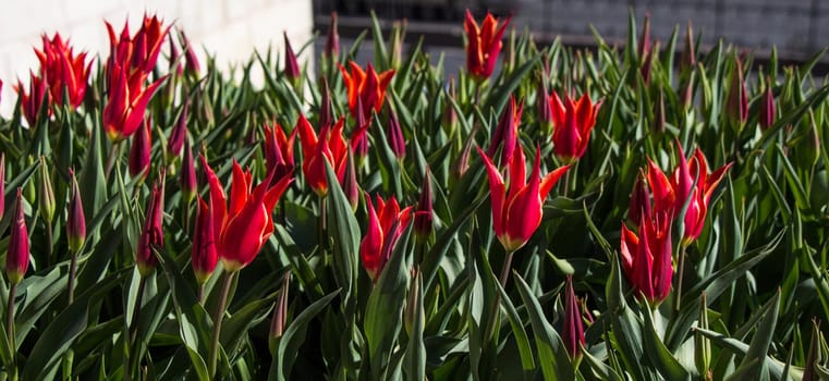 Red color Tulips Bloom in Spring in garden