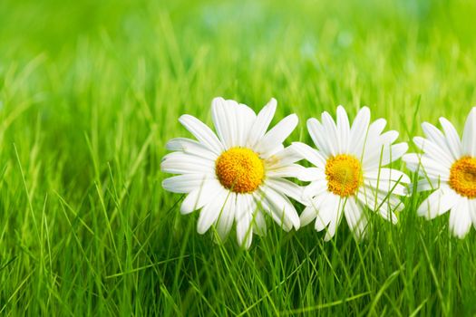 Chamomile flowers in a row on grass field on sunny summer day. View with copy space