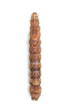 Image of brown caterpillars isolated on white background. Animal. Insect. Worm.