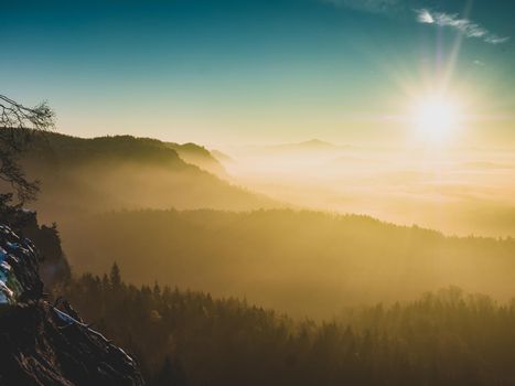 Sunrise in the misty mountains. Pine tree bonsai.  Fog in the forest.