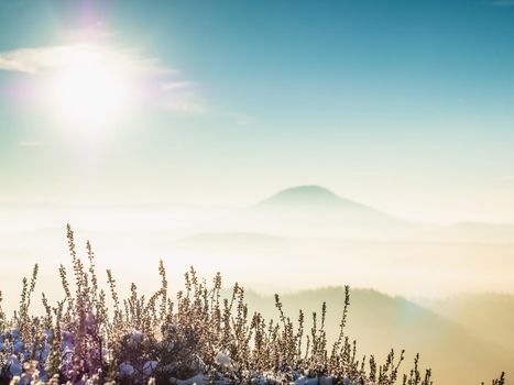 Snowy bush at rocky edge, chill misty morning in hilly landscape.  Misty winter  day