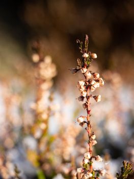 Winter flowering heather bush in melting snow in Spring