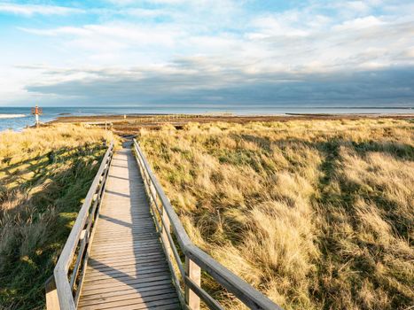Nature boardwalk near Darer Ort, north of island Dar, Mecklenburg-Western Pommerania, Germany