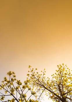 freshness leaves of cannonball tree on sky and sunlight background