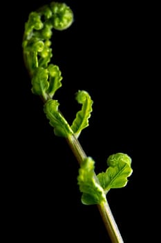 Freshness Green leaf of Fern on black background