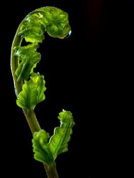 Freshness Green leaf of Fern on black background