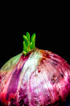 Freshness new bud leaves of red onion in black background