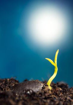 Freshness new life growing from seed, leaves of young plant seedling in nature