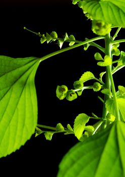 Fresh leaves of Indian acalypha copperleaf, Three-seeded mercury, in black background