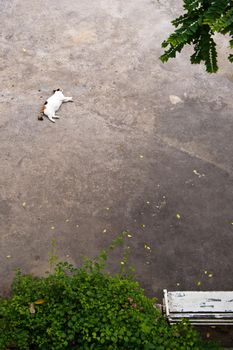 Topview Cat sleep on the concrete floor
