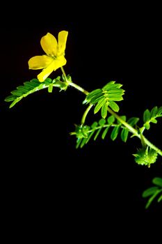 Yellow flower of small caltrops weed, isolated on black background