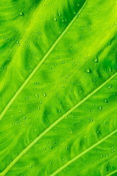 Freshness Leaf of Great Caladium Giant Taro