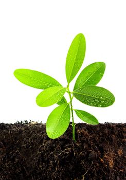 Freshness green leaves of Alexandrian laurel young plant sapling in black soil