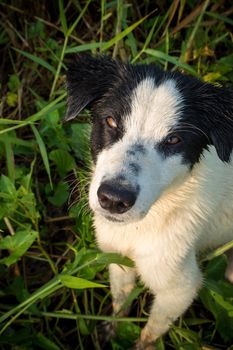 Old dog with blurry eyes abandoned in wilderness forests in the countryside