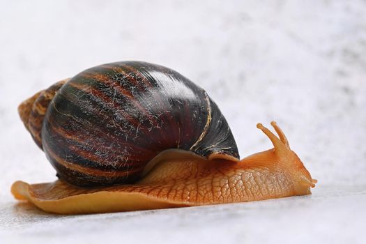 African snail. Beautiful detail of terrestrial snail - terrarium animal.
(Achatina Achatina)