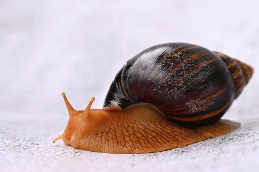 African snail. Beautiful detail of terrestrial snail - terrarium animal.
(Achatina Achatina)