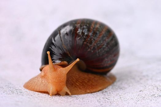 African snail. Beautiful detail of terrestrial snail - terrarium animal.
(Achatina Achatina)