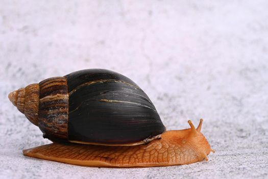 African snail. Beautiful detail of terrestrial snail - terrarium animal.
(Achatina Achatina)