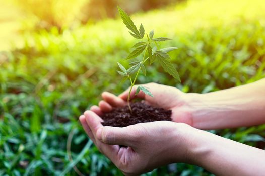 Hand holding Little Cannabis seedlings.