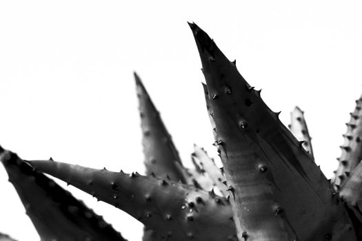 Aloe Ferox plant texture in summer. Monochrome picture