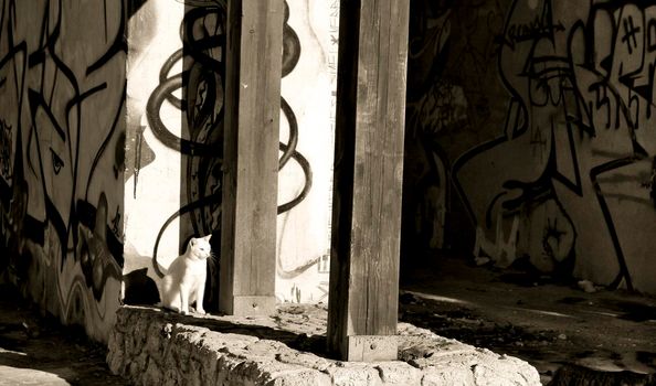 Cat resting under the sun on a sunny day in Santa Pola, Spain