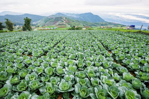 Plantation of Cabbage or Brassica oleracea beautiful nature rows of green vegetables in the cultivated area, agriculture in rural on the high mountain at Phu Thap Boek, Phetchabun Province, Thailand