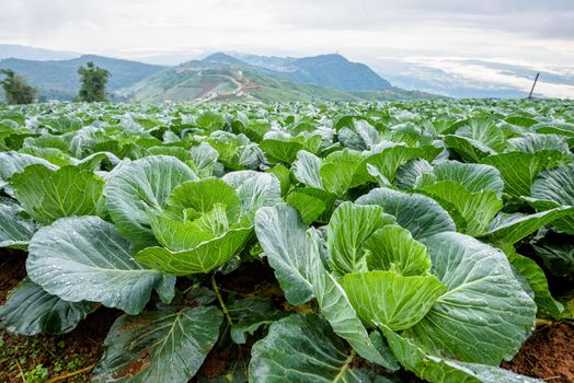 Close-up Cabbage or Brassica oleracea beautiful nature rows of green vegetables in the cultivated area, agriculture in rural areas on the high mountain at Phu Thap Boek, Phetchabun Province, Thailand