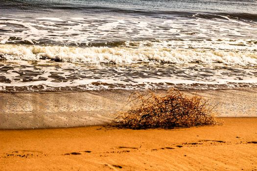 Dry plant pushed by the wind on the shore in summer