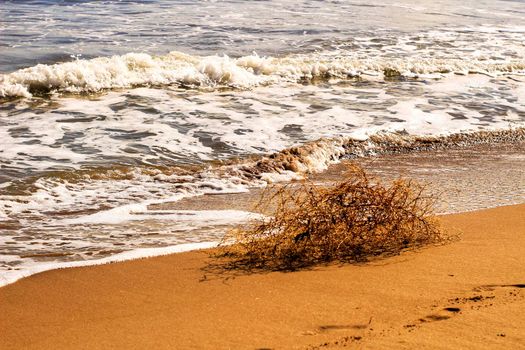 Dry plant pushed by the wind on the shore in summer