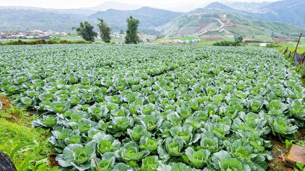 Plantation of Cabbage or Brassica oleracea beautiful nature rows of green vegetables in the cultivated area, agriculture in rural on the high mountain at Phu Thap Berk, Phetchabun, Thailand, 16:9 wide screen
