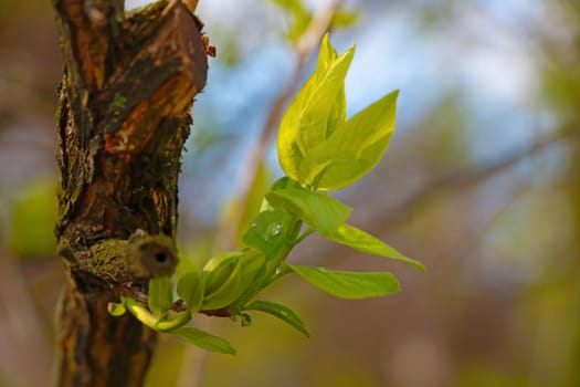 Young green branch of a tree in the park on a sunny spring day