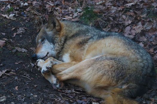 A beautiful adult wolf sleeps under a tree in the forest