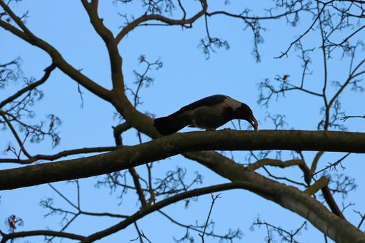 A crow sits on a tree and holds food in its beak