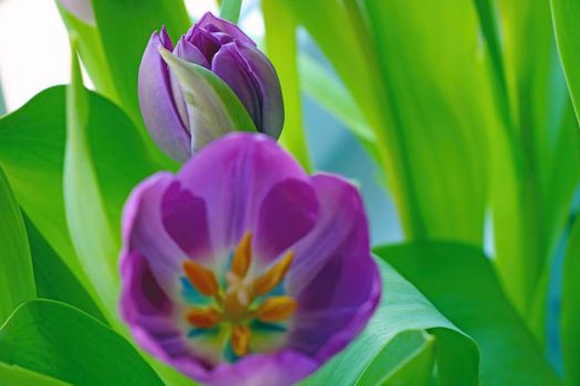 Beautiful blooming tulips. Fragrant smell. Congratulations to loved ones on the holidays