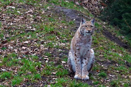 Close-up on a lynx in the forest