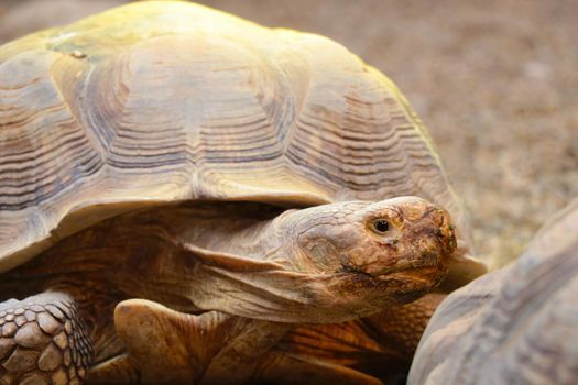 Close up on an adult large turtle