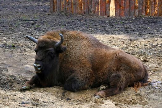 Close-up of a bison lying on the ground