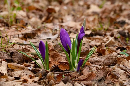 Blooming crocuses high in the mountains in early spring