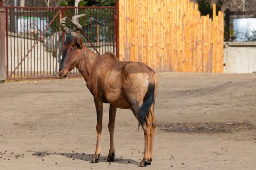 Close-up of a beautiful adult antelope in the park