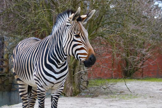 Beautiful adult zebra close-up in the park