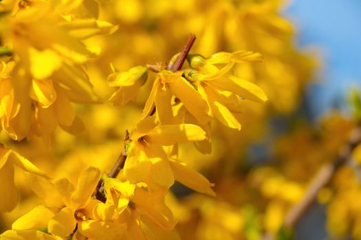 Yellow blooming forsythia in the park in spring