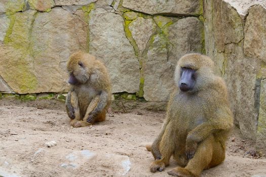 Close-up of two adult monkeys sitting on the ground