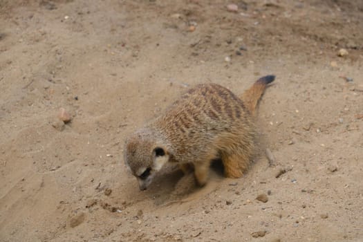 Out of focus. The meerkat digs in the sand